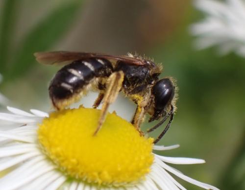 Halictus maculatus